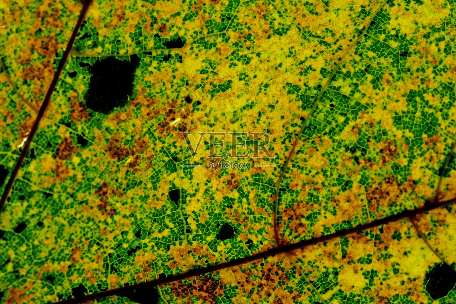 宏观的秋天的彩色叶子照片摄影图片