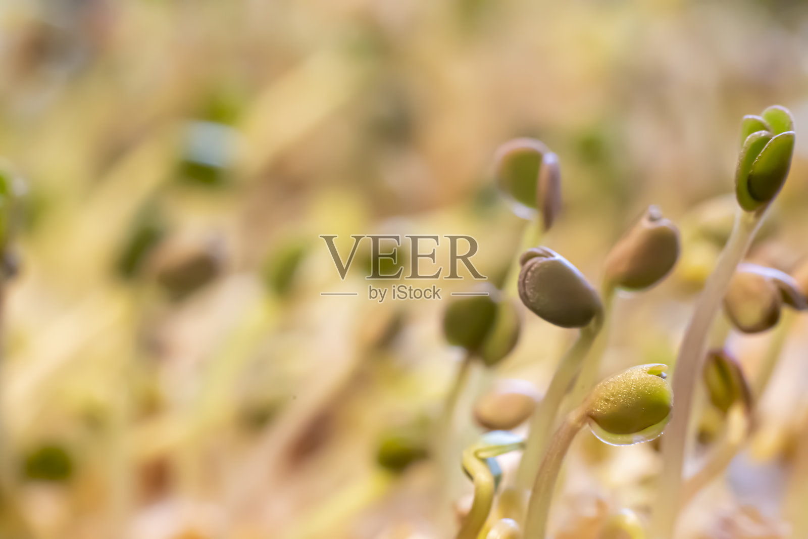 有机小芽的特写照片摄影图片