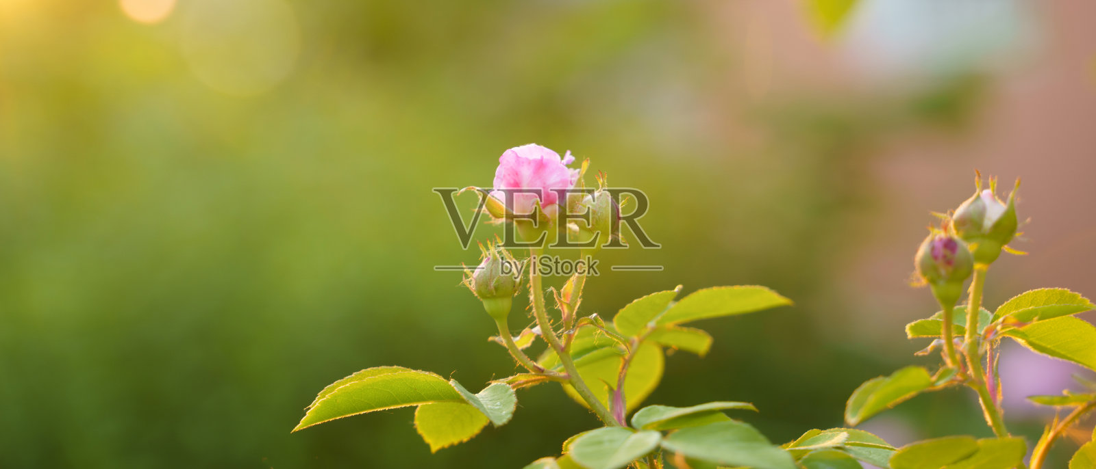 玫瑰花丛，夕阳柔光，细细的照片摄影图片