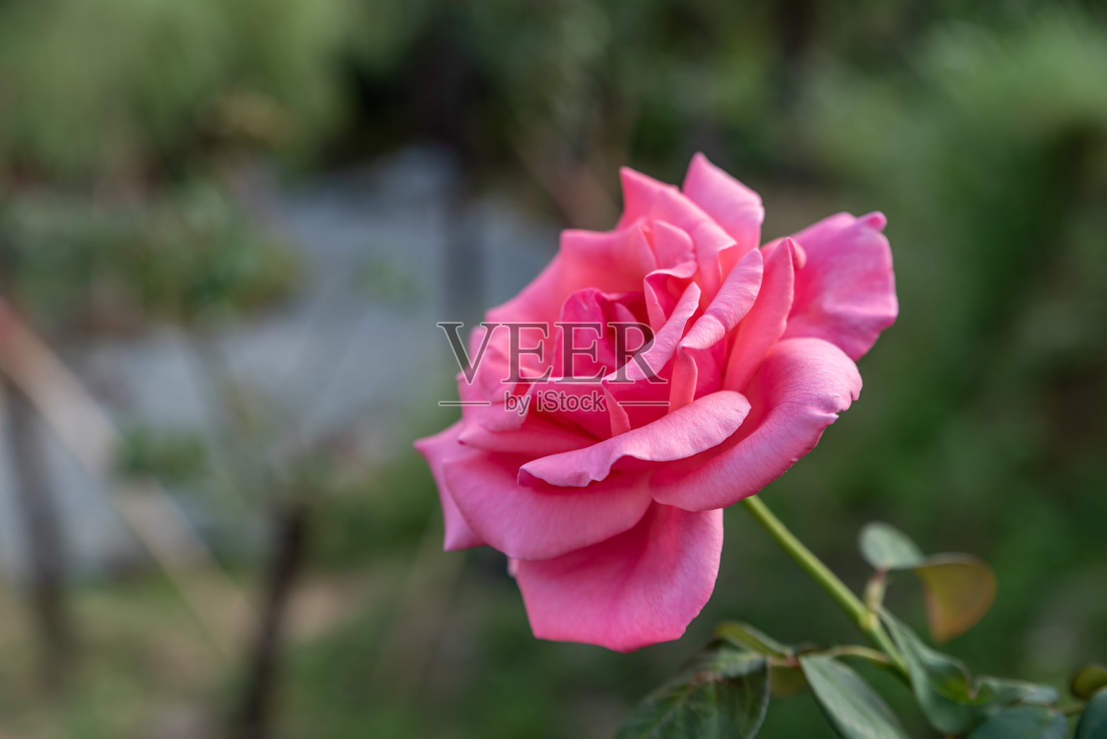 简单背景下一朵开放的红色玫瑰照片摄影图片