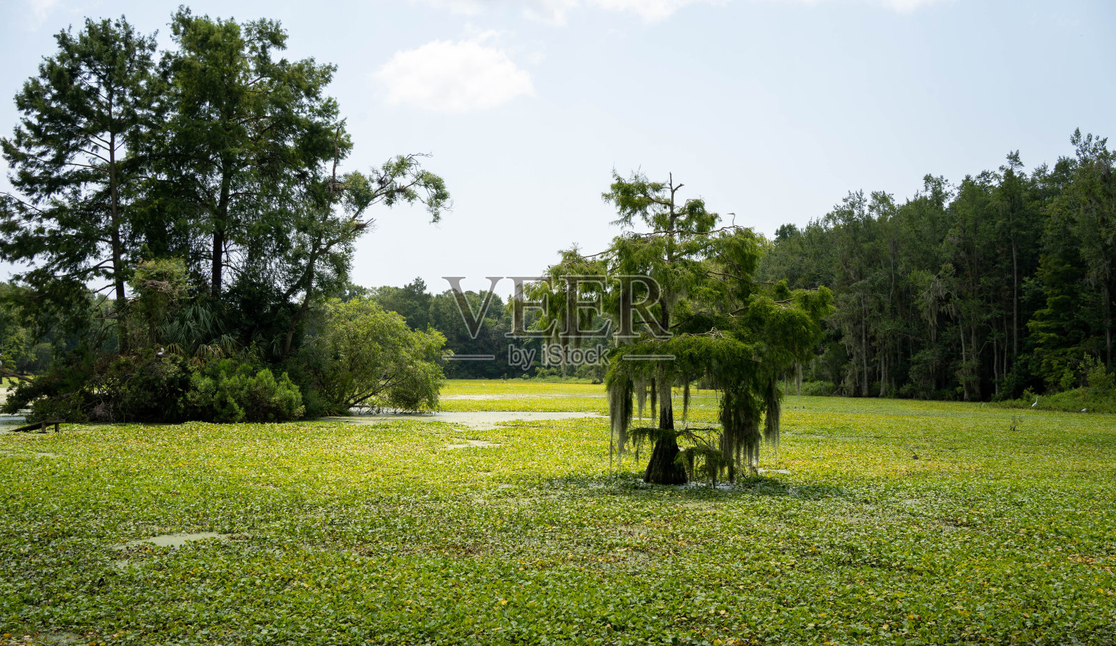 沼泽地带的秃柏树照片摄影图片
