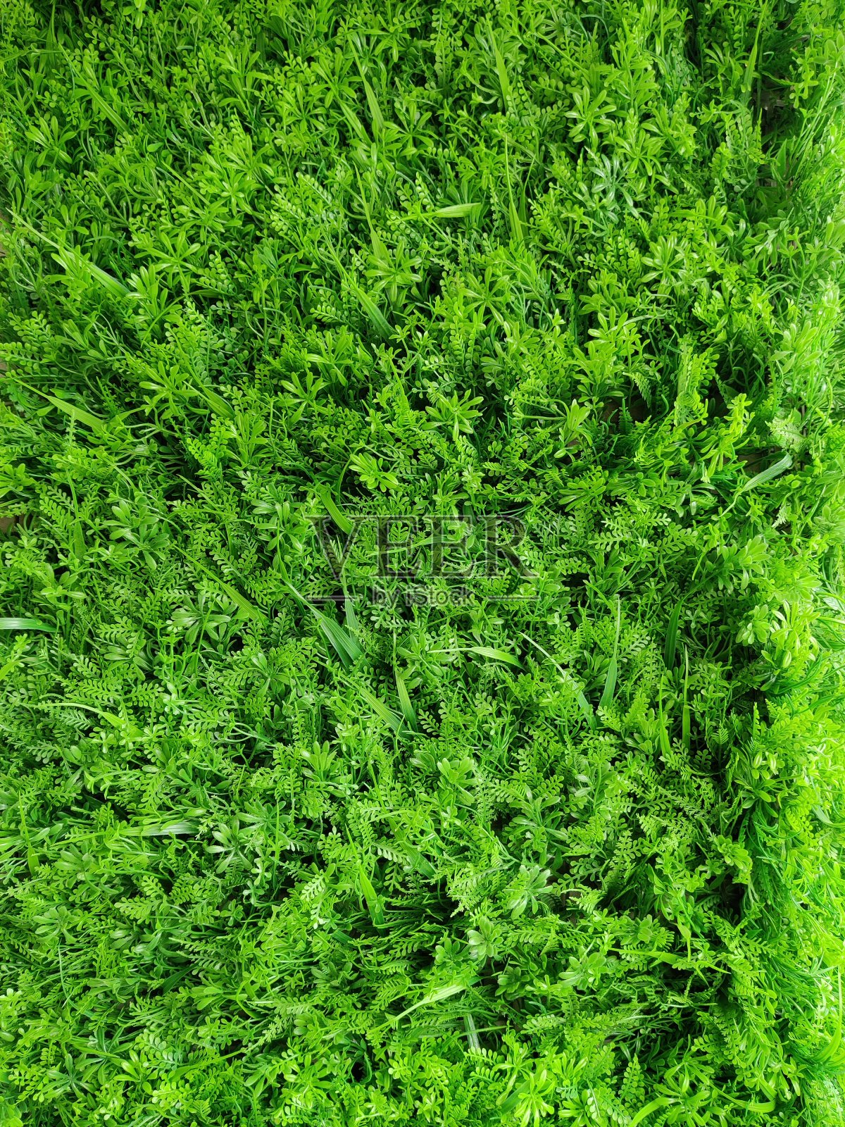 草质地照片摄影图片