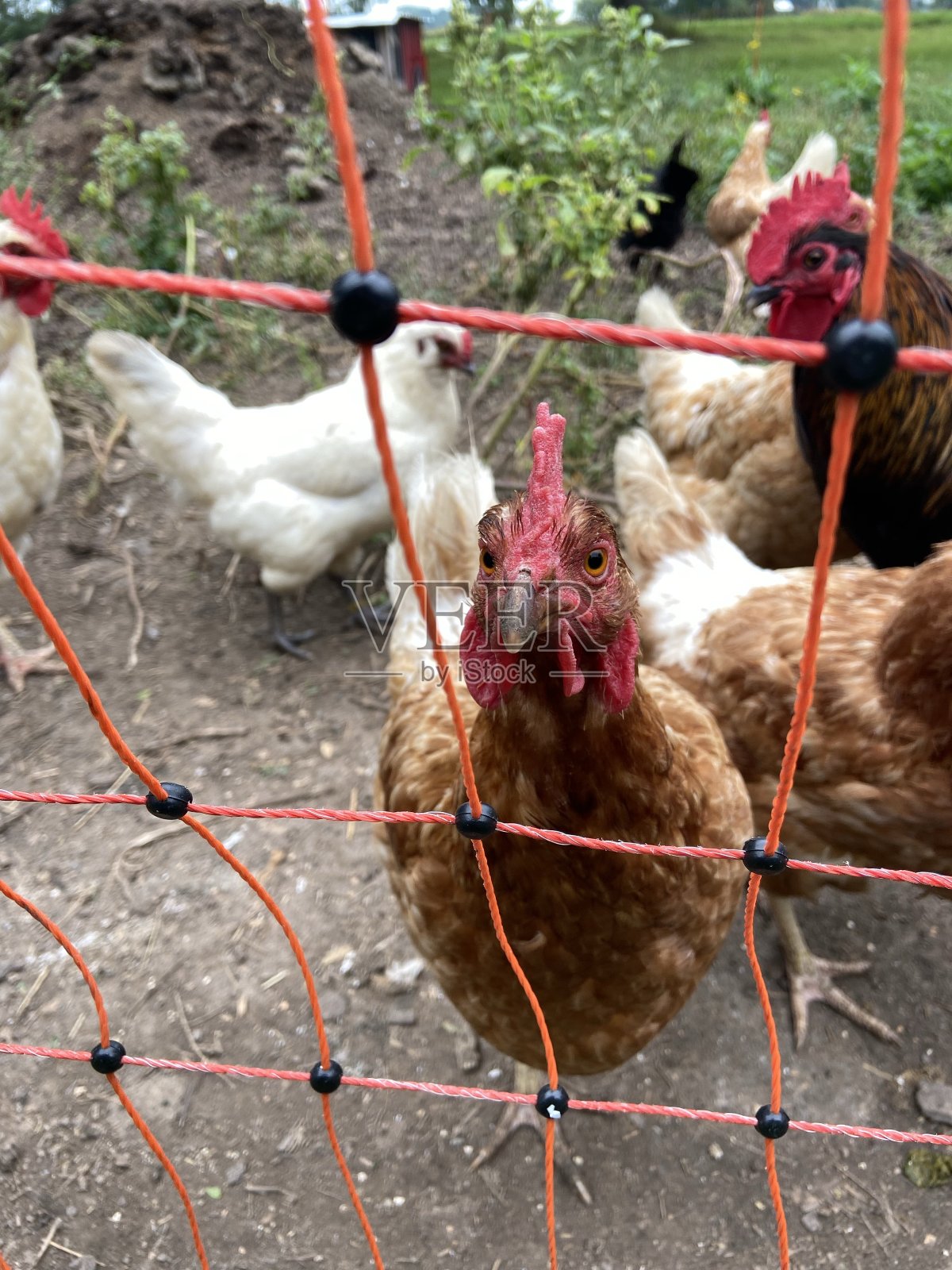 一只棕色的母鸡透过篱笆往里看。照片摄影图片