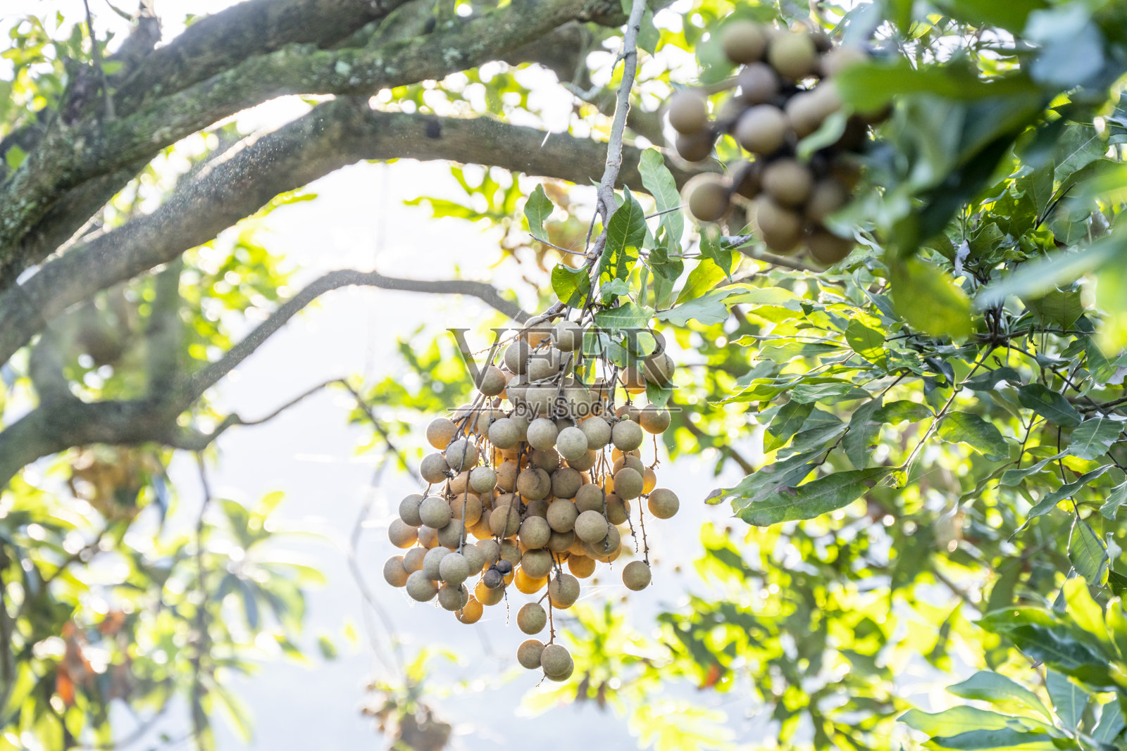成熟的龙眼果实挂在农场的树上照片摄影图片