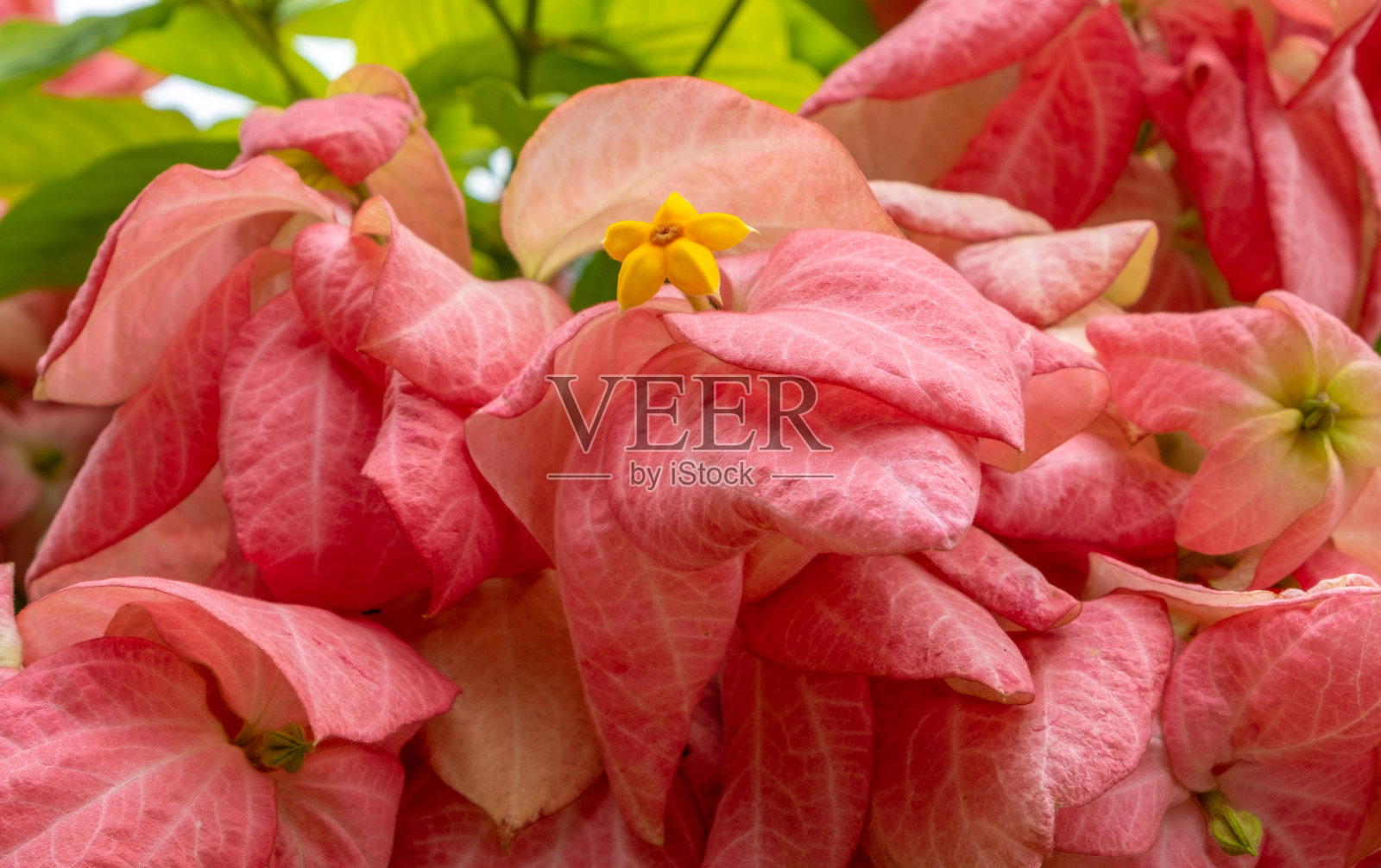 粉红色和黄色的热带花朵照片摄影图片