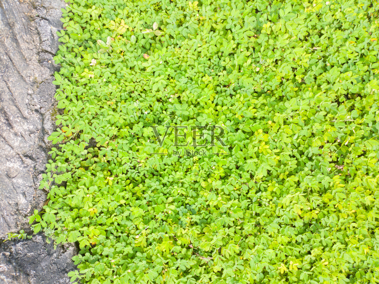 黄色的小叶子纹理背景，秋天和春天背景照片摄影图片