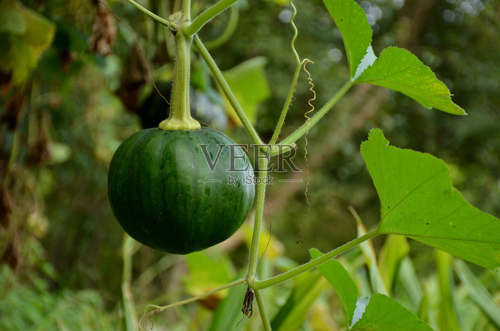 园子里长着葡萄藤的成熟的绿南瓜。照片摄影图片
