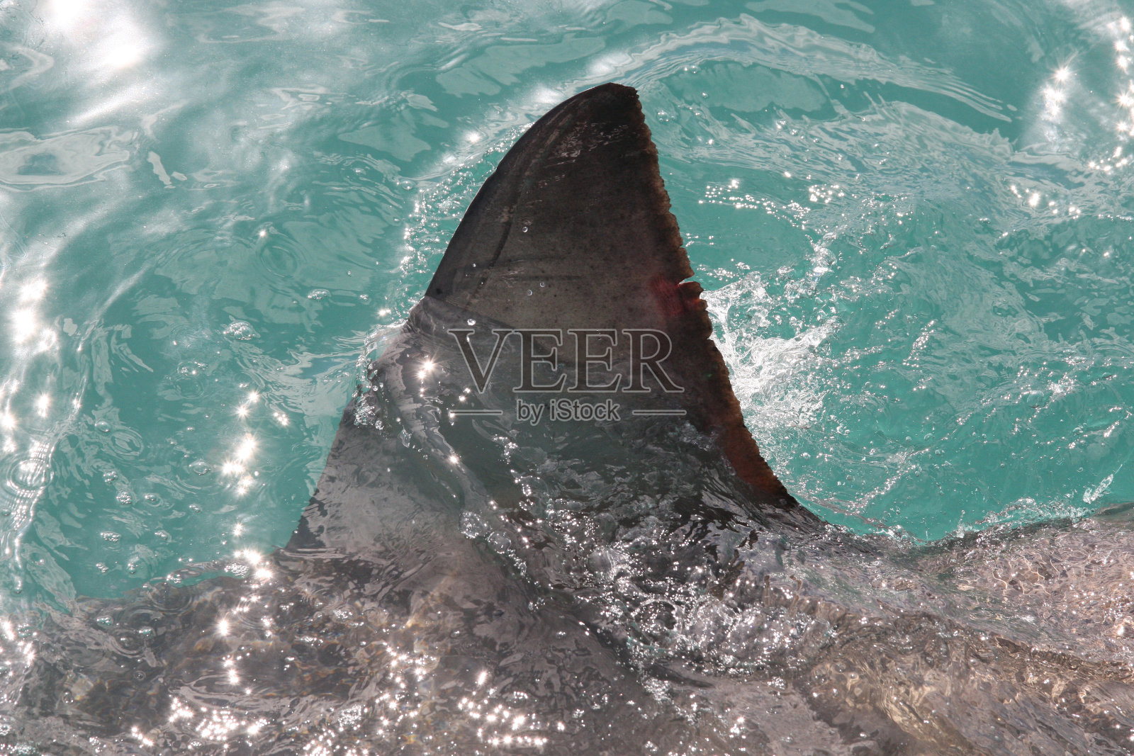 在南非的甘斯拜海面游泳的大白鲨的背鳍照片摄影图片