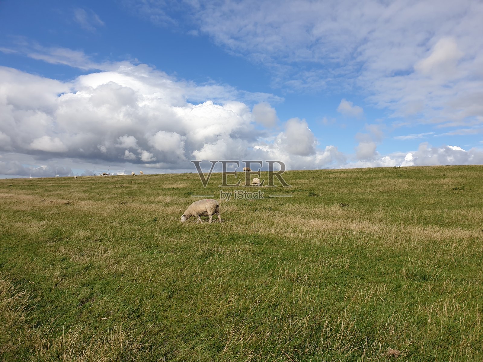 德国北部的草地照片摄影图片