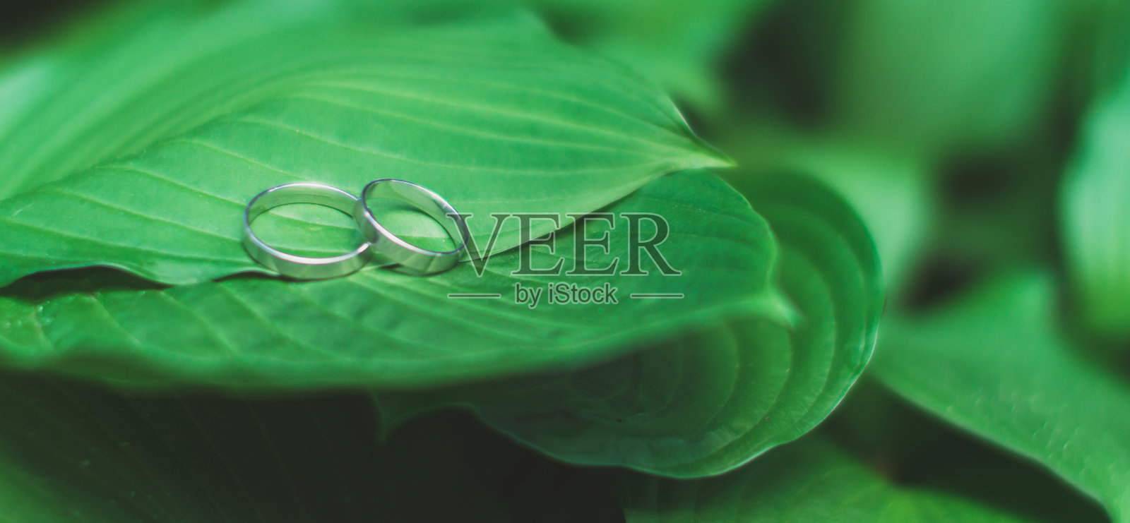 结婚戒指在新鲜的绿叶上在绿叶的背景上照片摄影图片