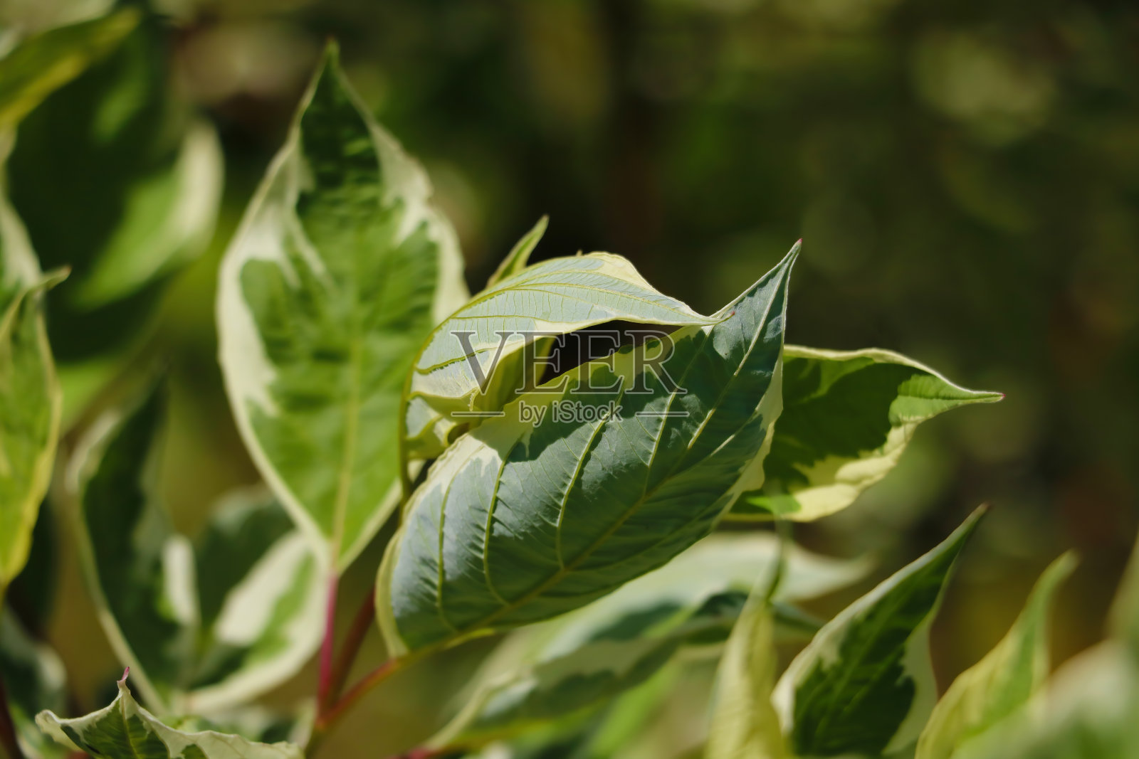 以热带森林中的绿叶纹理为背景。照片摄影图片