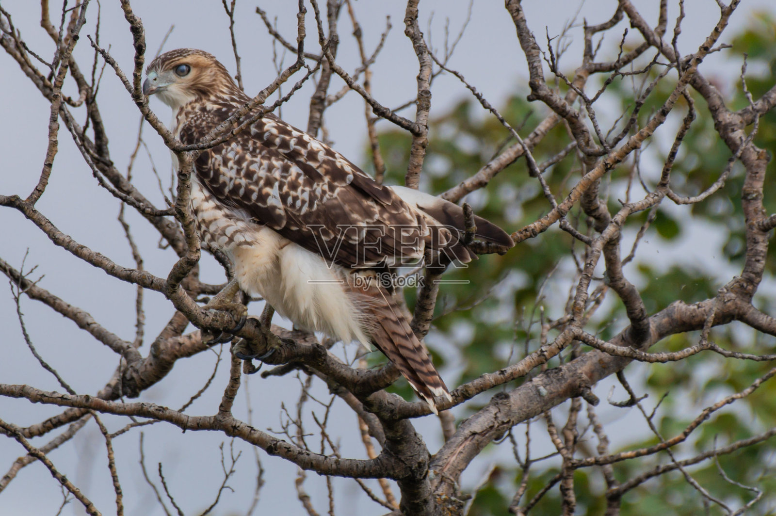 可以坐在船边那展翅翱翔的鹰照片摄影图片