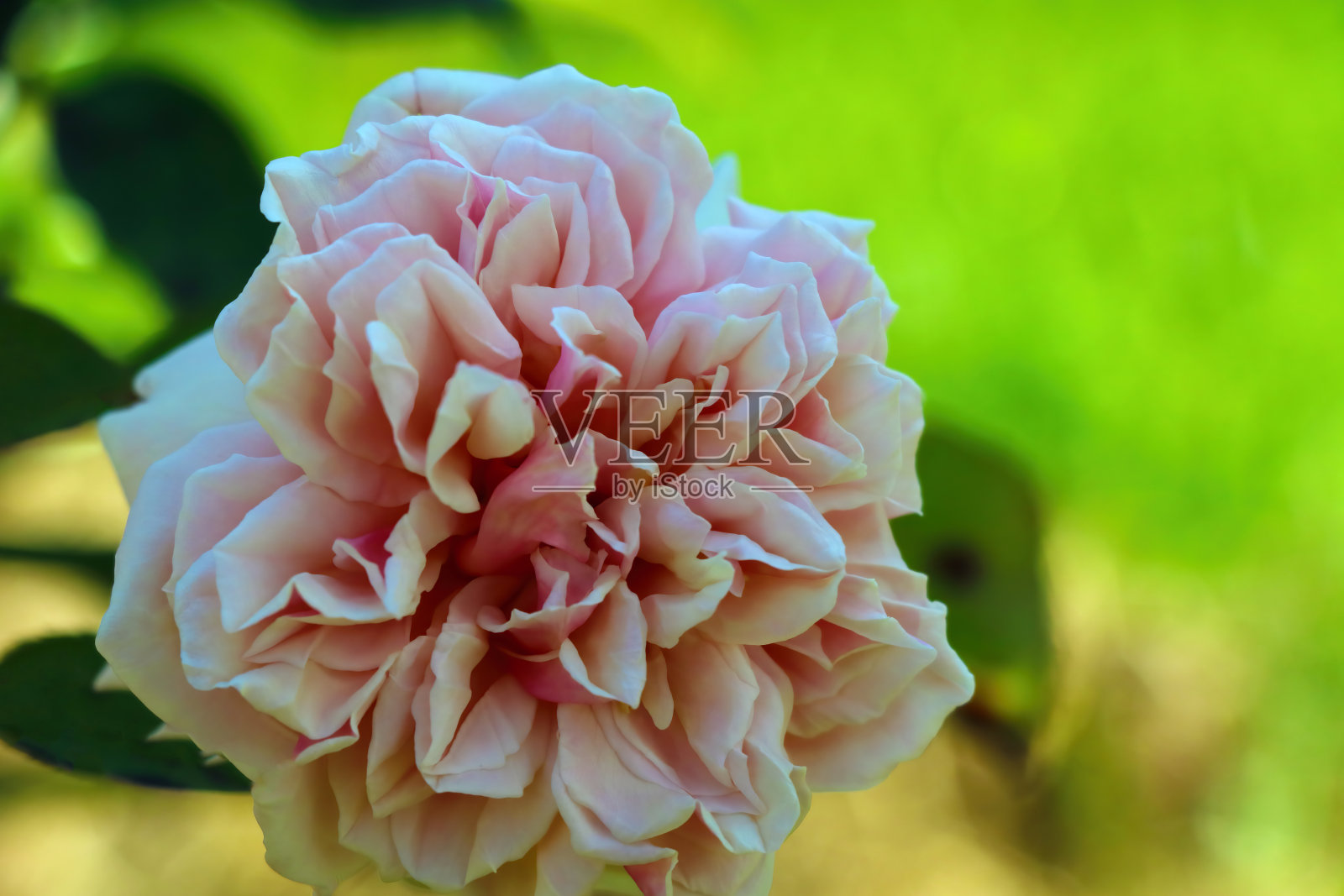 花园里一朵盛开的玫瑰美丽的花蕾。照片摄影图片