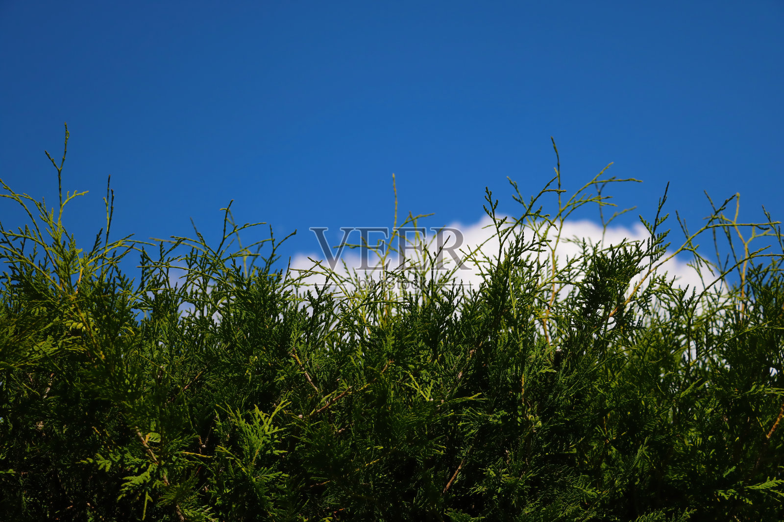 夏天或春天，翠绿的杜松与蓝天相映成趣。照片摄影图片