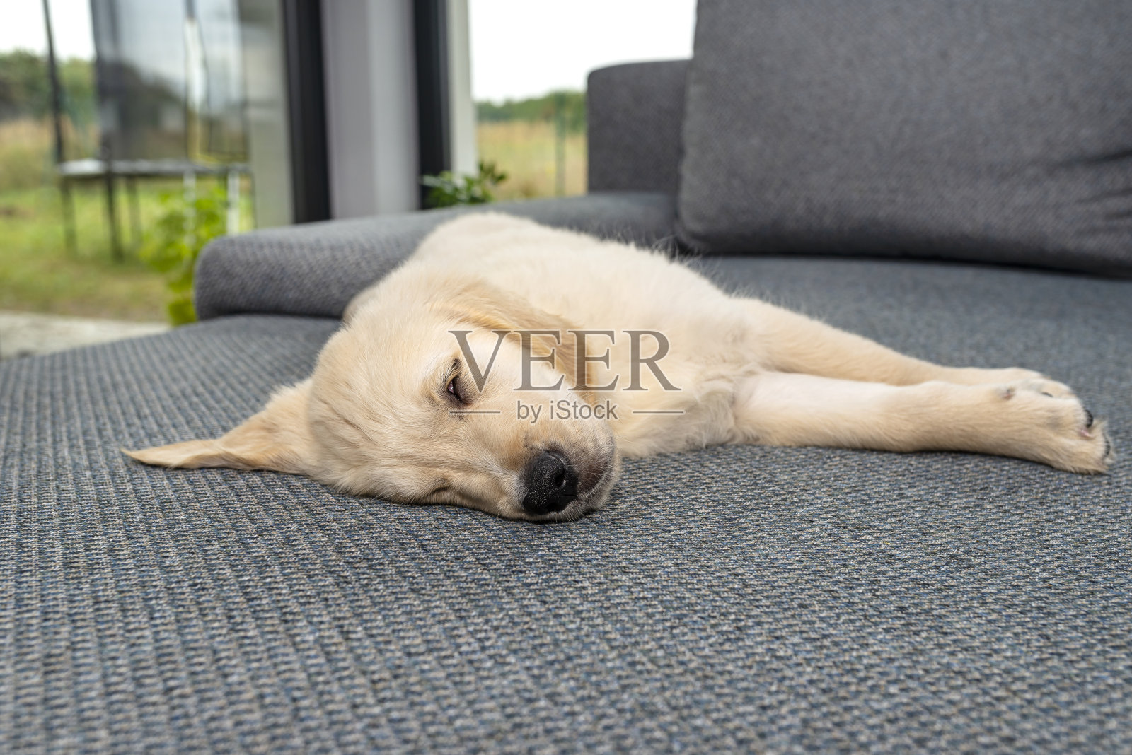 雄性金毛寻回犬小狗睡在房子客厅的沙发上，阳台的窗户可见。照片摄影图片