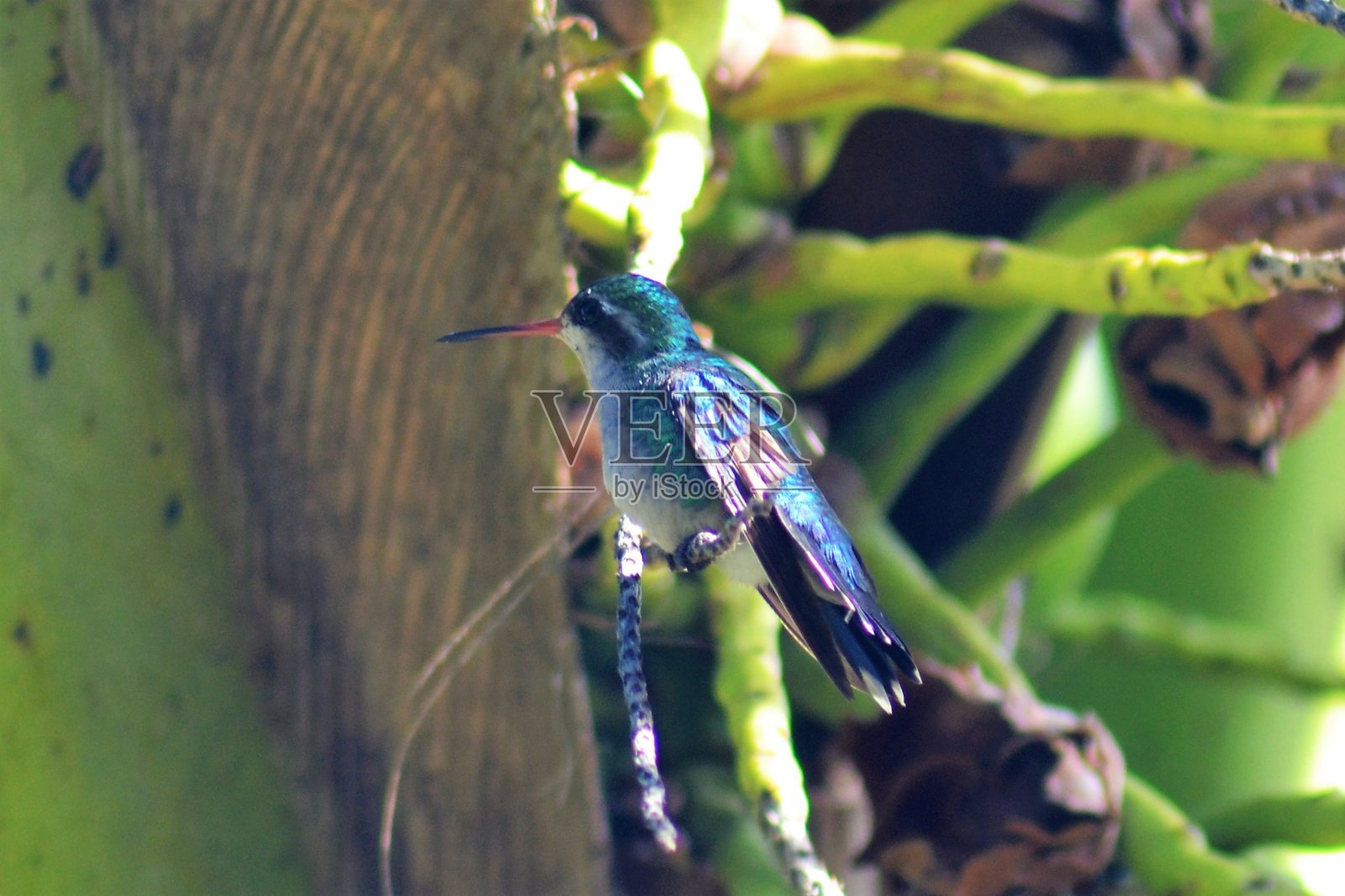 蜂鸟照片摄影图片