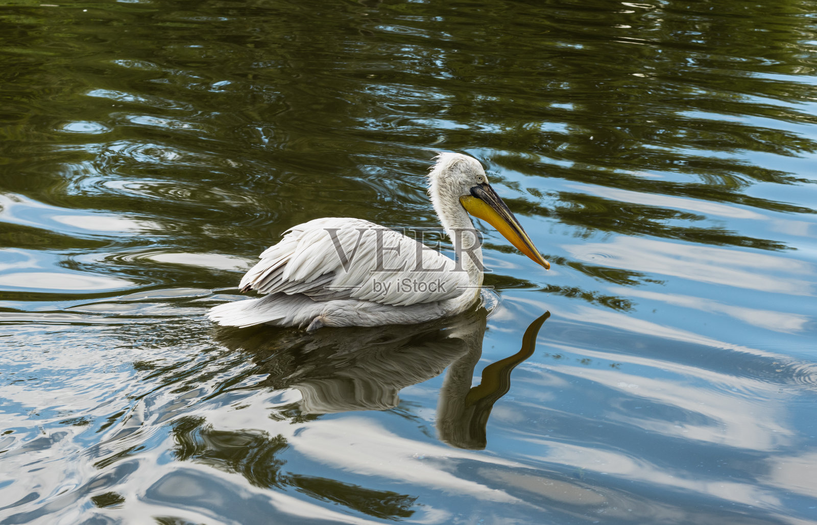 一只鹈鹕在水上的摄影。照片摄影图片