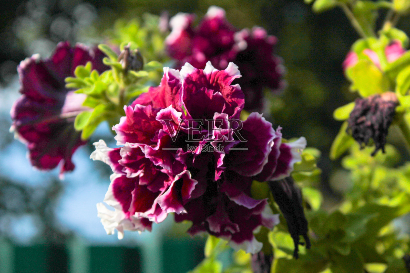 勃艮第花与白色边框照片的一面照片摄影图片