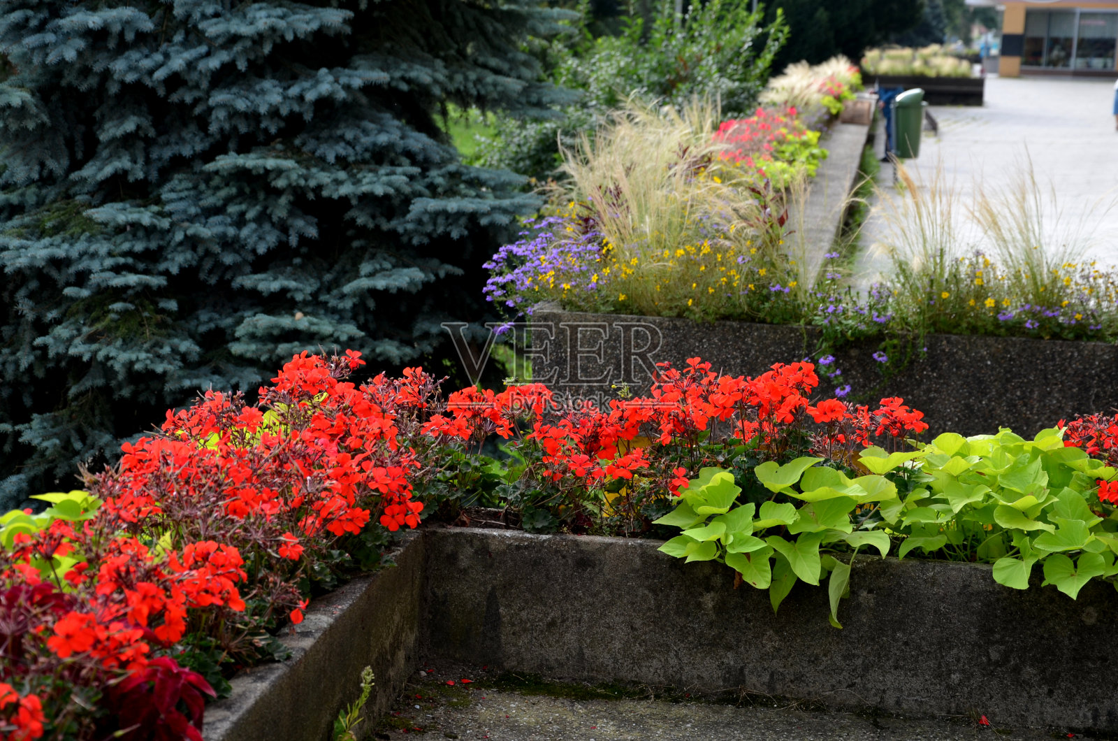 在俯瞰公园的高架露台边缘，有一个混凝土长花盆和混凝土长凳。是城市柱廊的一部分。鲜花盛开,照片摄影图片