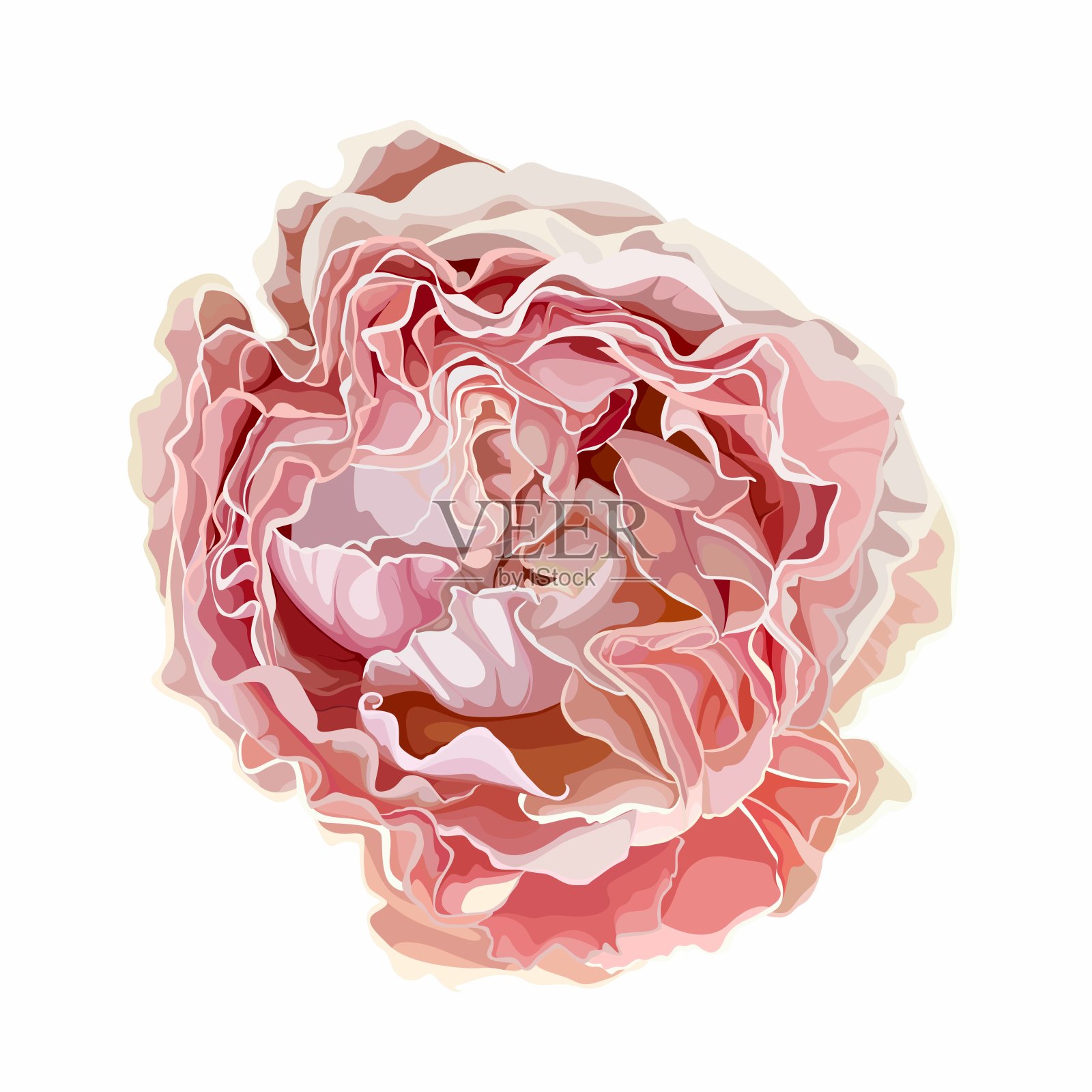 花园粉红玫瑰插图为您设计。插画图片素材