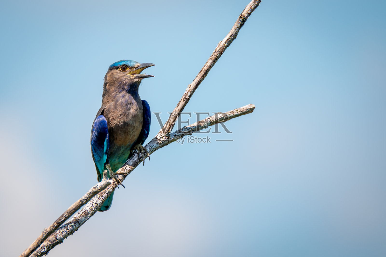 印度滚筒鸟在死树的树枝上照片摄影图片