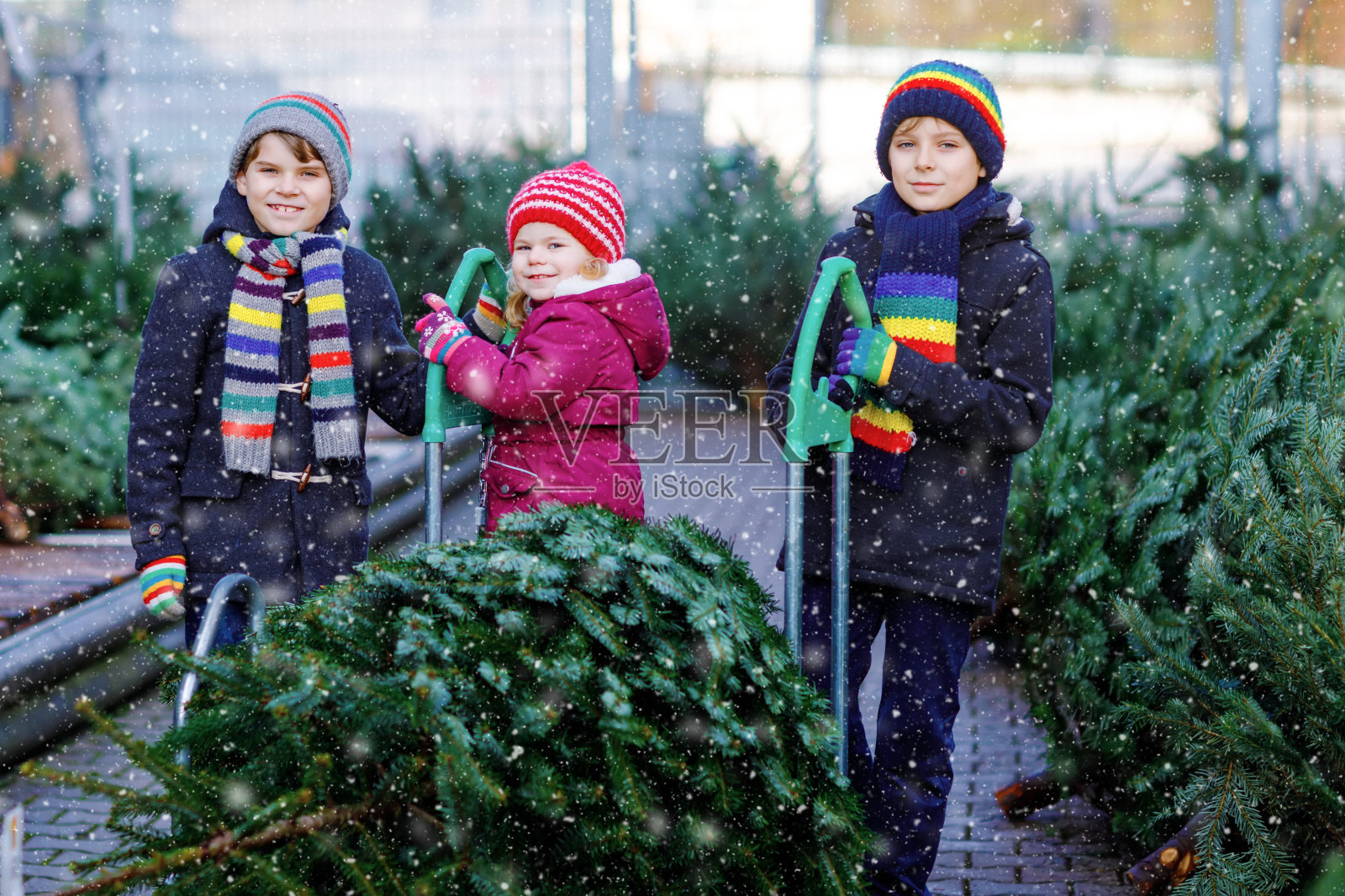 三个小兄妹:蹒跚学步的小女孩和两个小男孩在市场上拿着圣诞树。快乐的孩子们在户外商店选购冬装。家庭、传统庆祝活动照片摄影图片