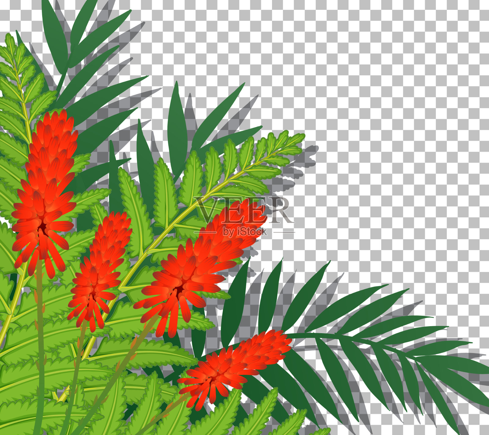 公鸡在透明的背景上梳花插画图片素材