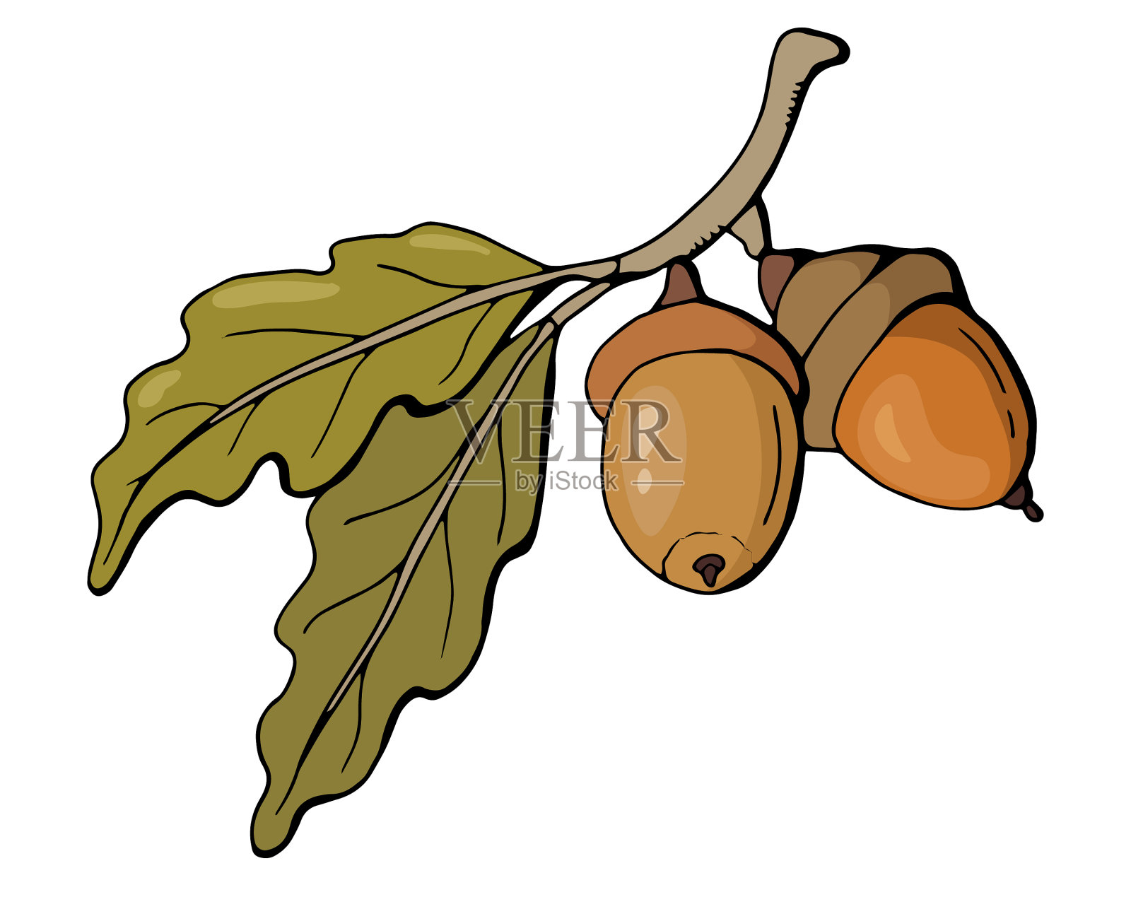 橡子分支插画图片素材