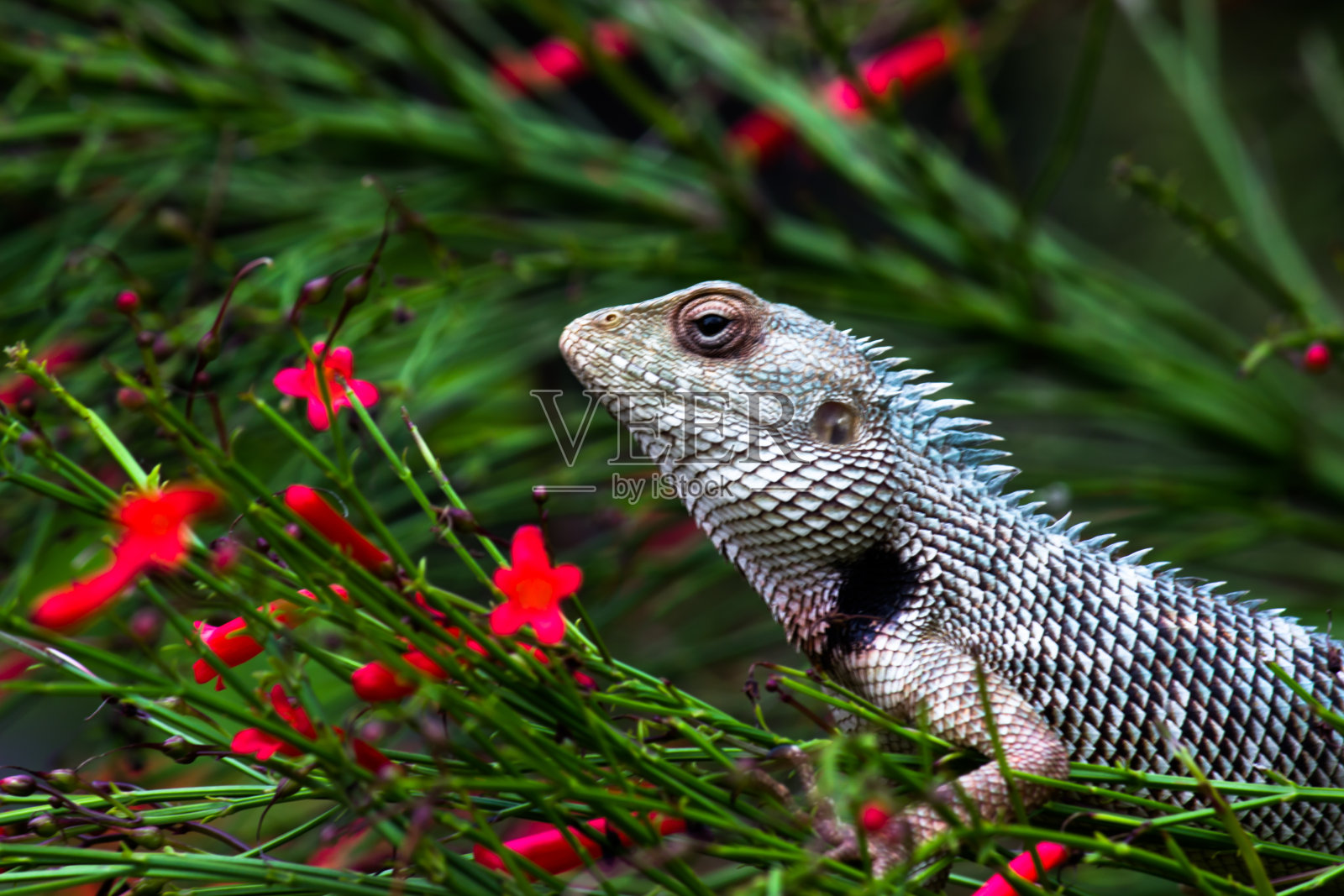 东方花园蜥蜴，东方花园蜥蜴，吸血或变色蜥蜴(Calotes versicolor)是一种agamid蜥蜴发现广泛分布在印度照片摄影图片