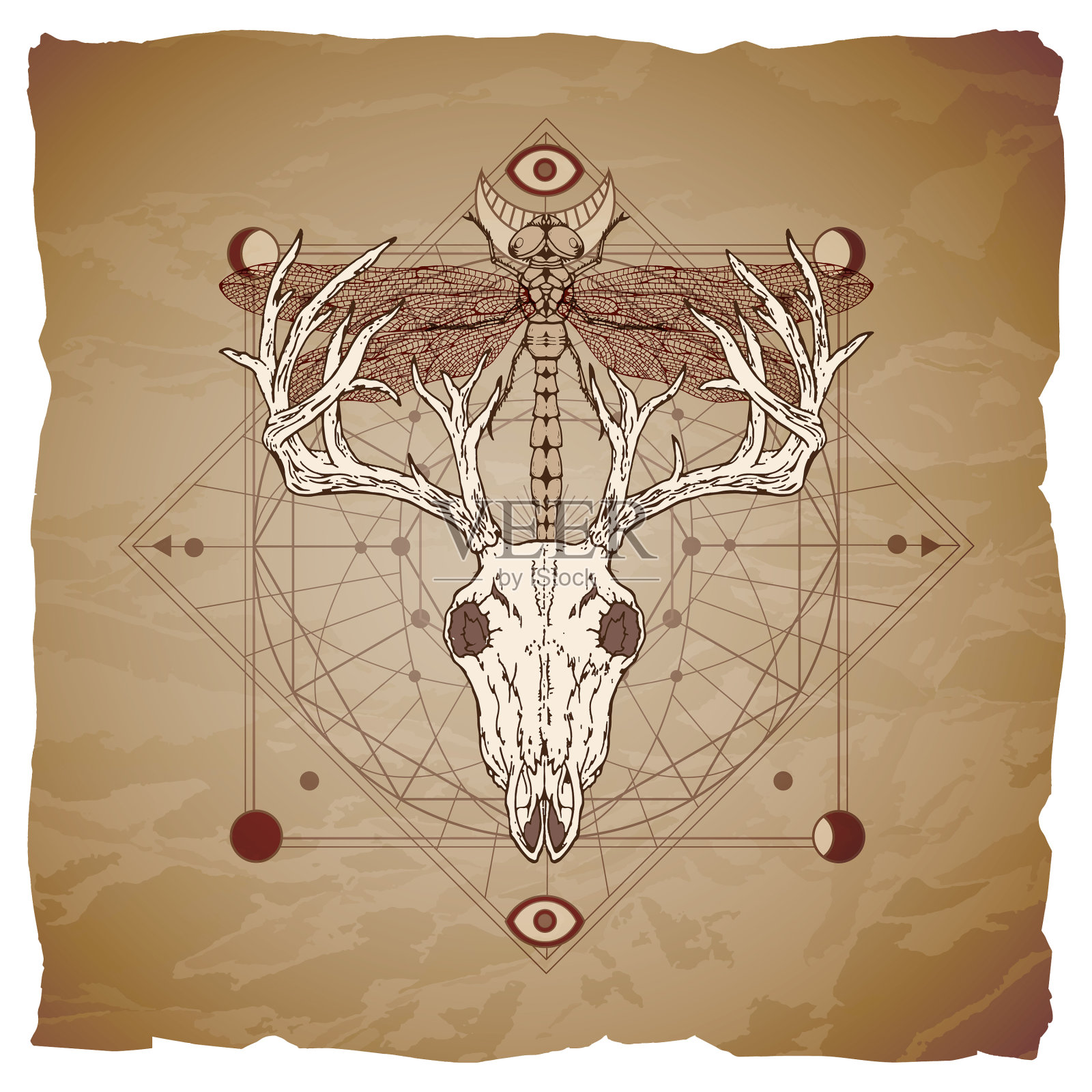 鹿头骨和蜻蜓插画图片素材