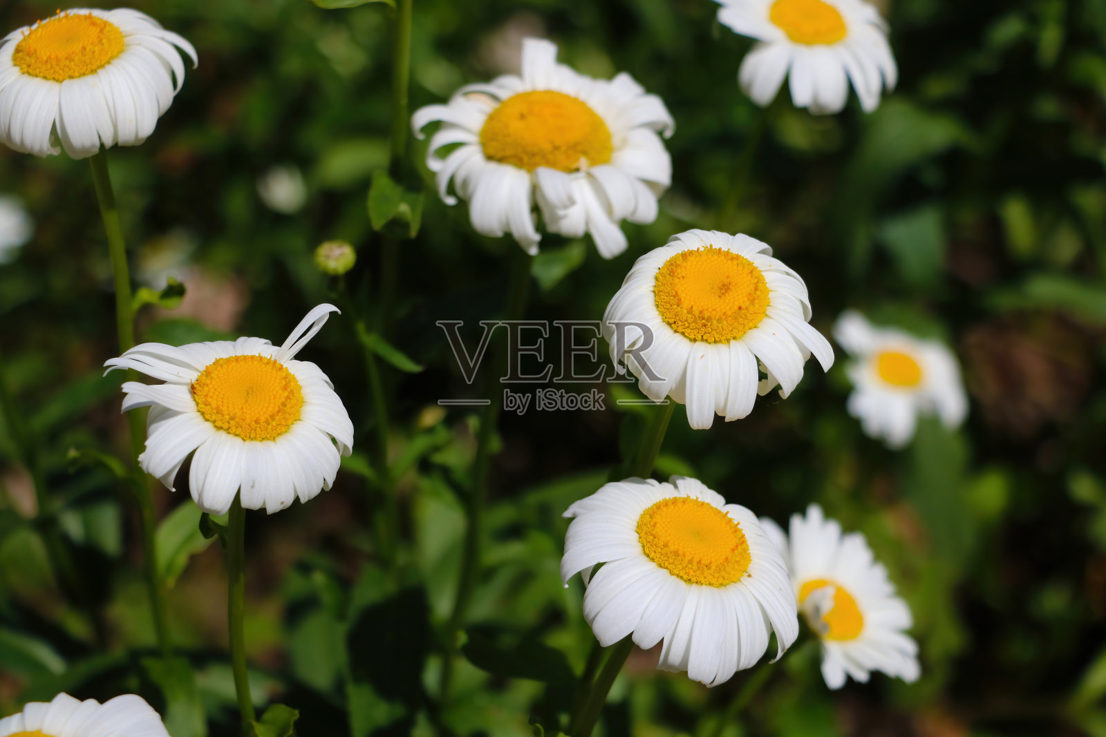 近距离拍摄盛开的雏菊。一种用于医药、美容的有用植物。照片摄影图片