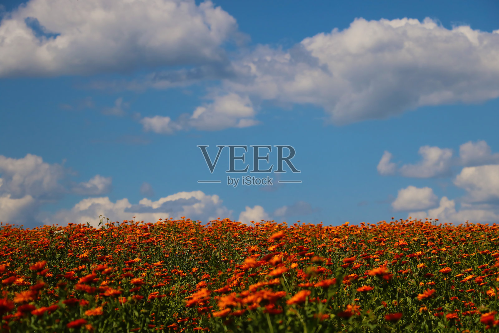 夏季或春季金盏花盛开的明亮的桔黄色田野。照片摄影图片