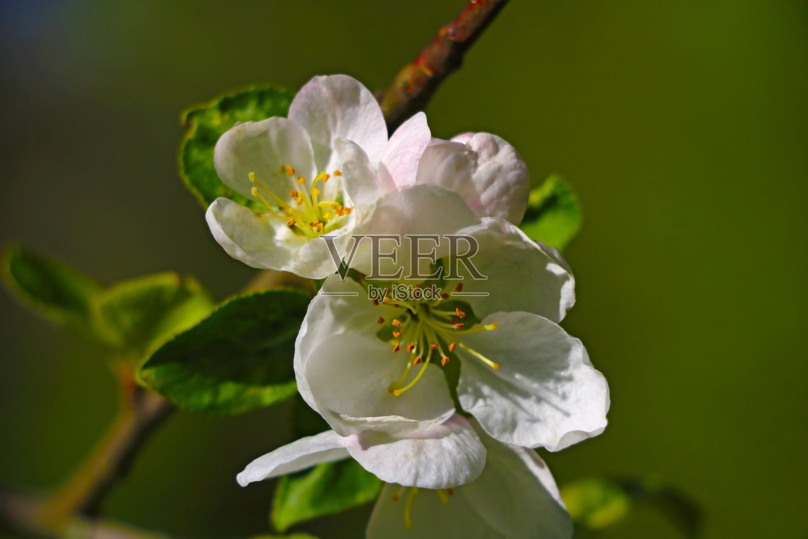 在春天花园里盛开的苹果或梨树枝。照片摄影图片
