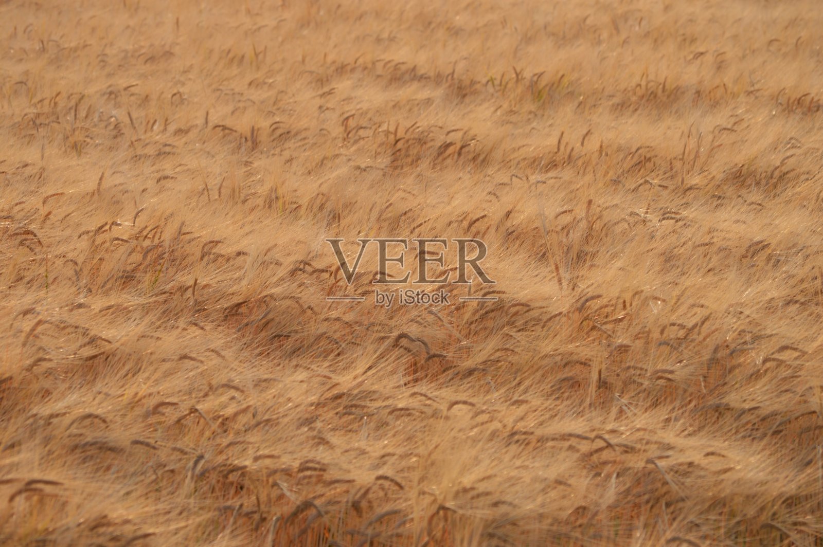 小麦种植。照片摄影图片