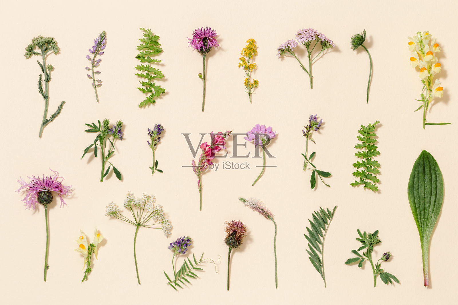 不同的森林草和草甸花作为时尚的植物背景平铺花图案照片摄影图片