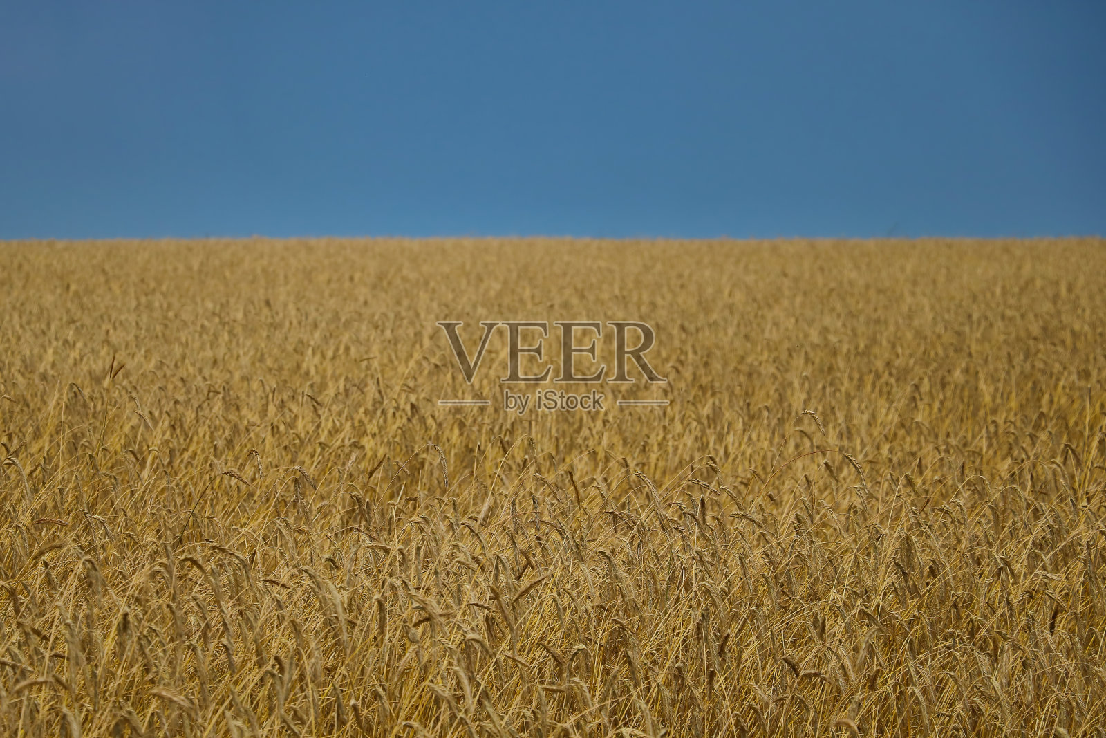 黄色麦田或大麦田的乡村风景。照片摄影图片