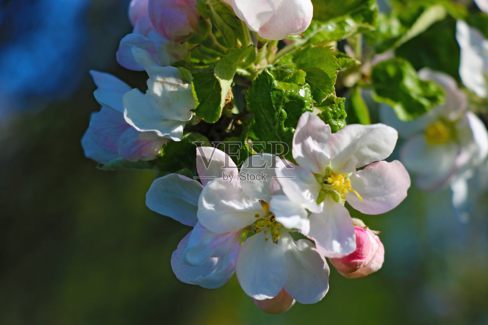 春天花园里盛开的苹果树枝。照片摄影图片