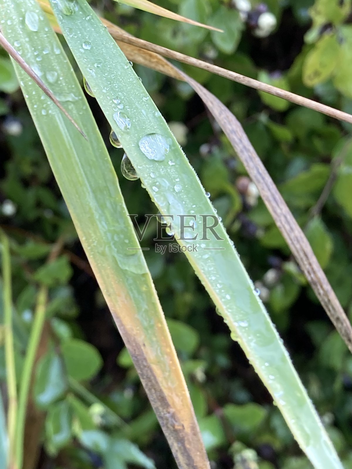 杜威草照片摄影图片