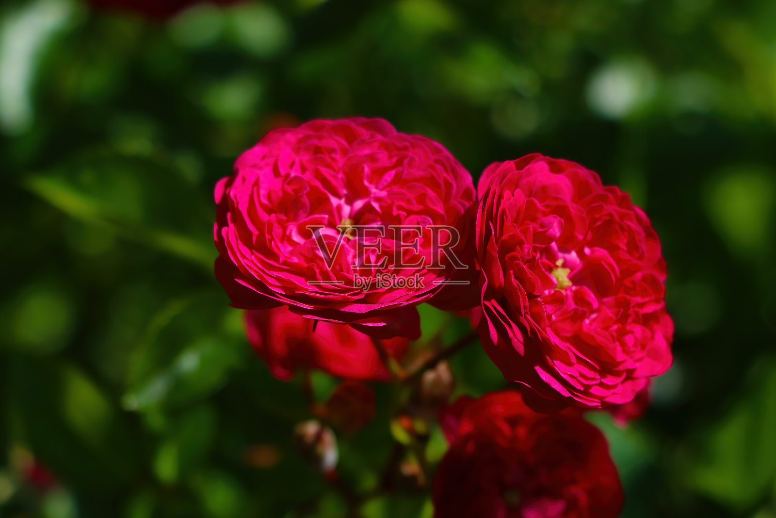 花园中一朵盛开的红玫瑰的特写。照片摄影图片