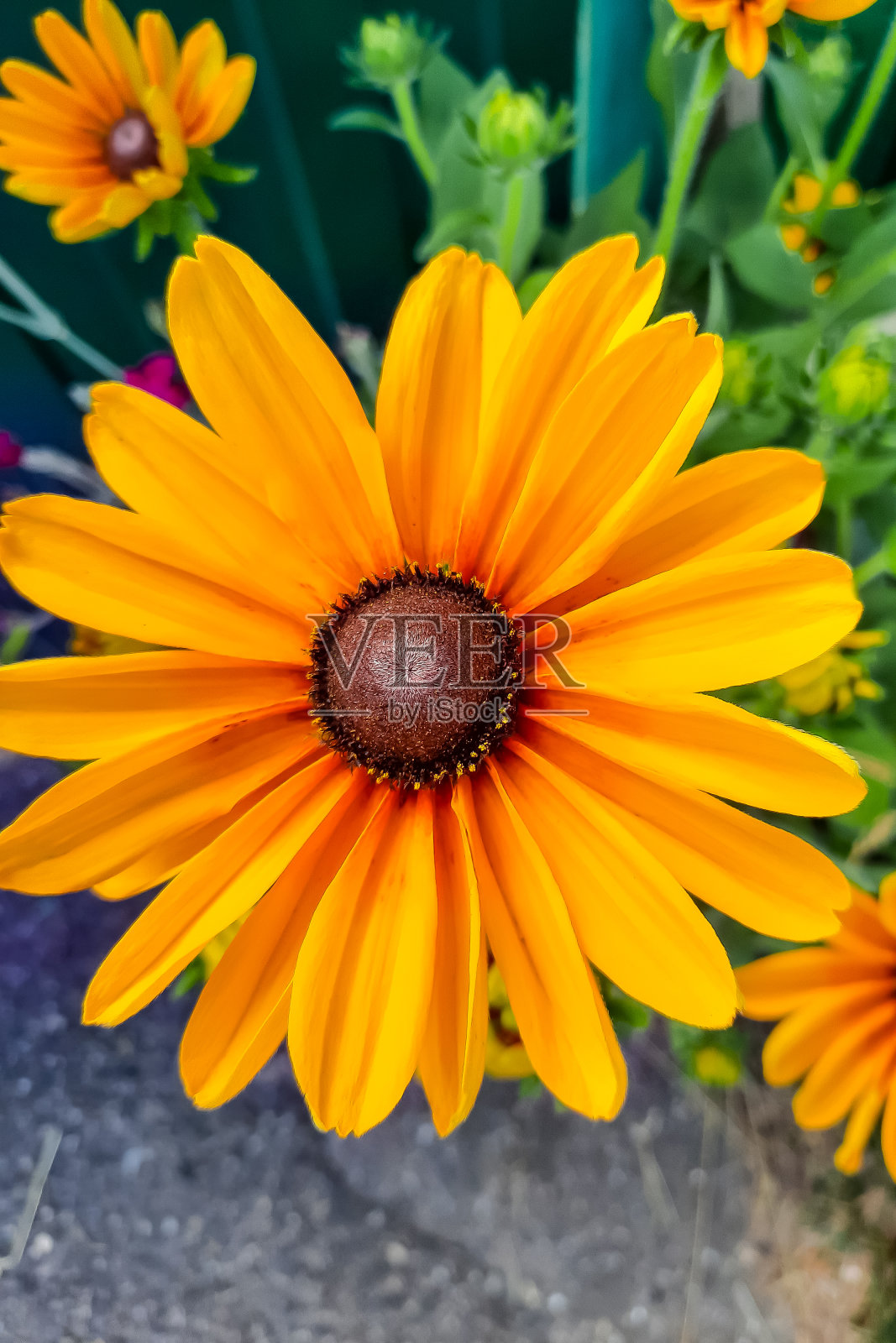 美丽明亮的黄色花瓣的花。从以上观点。的焦点。照片摄影图片
