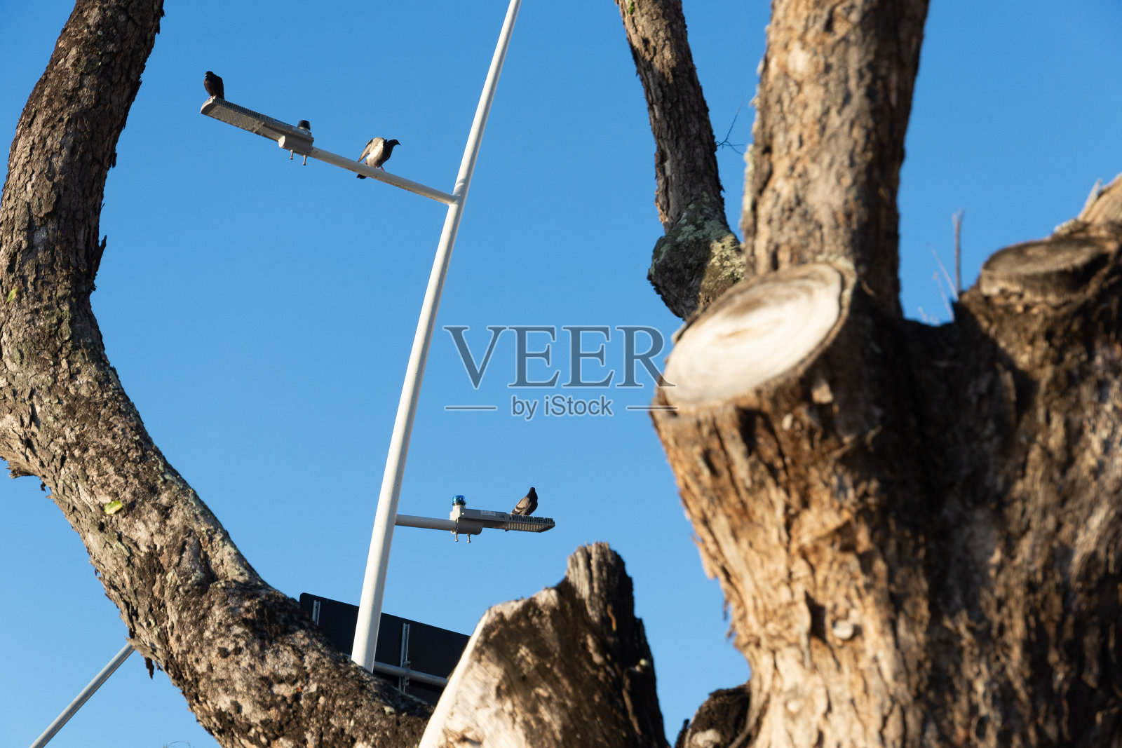 一只鸟站在一棵被砍下的树旁边的路灯柱上。照片摄影图片