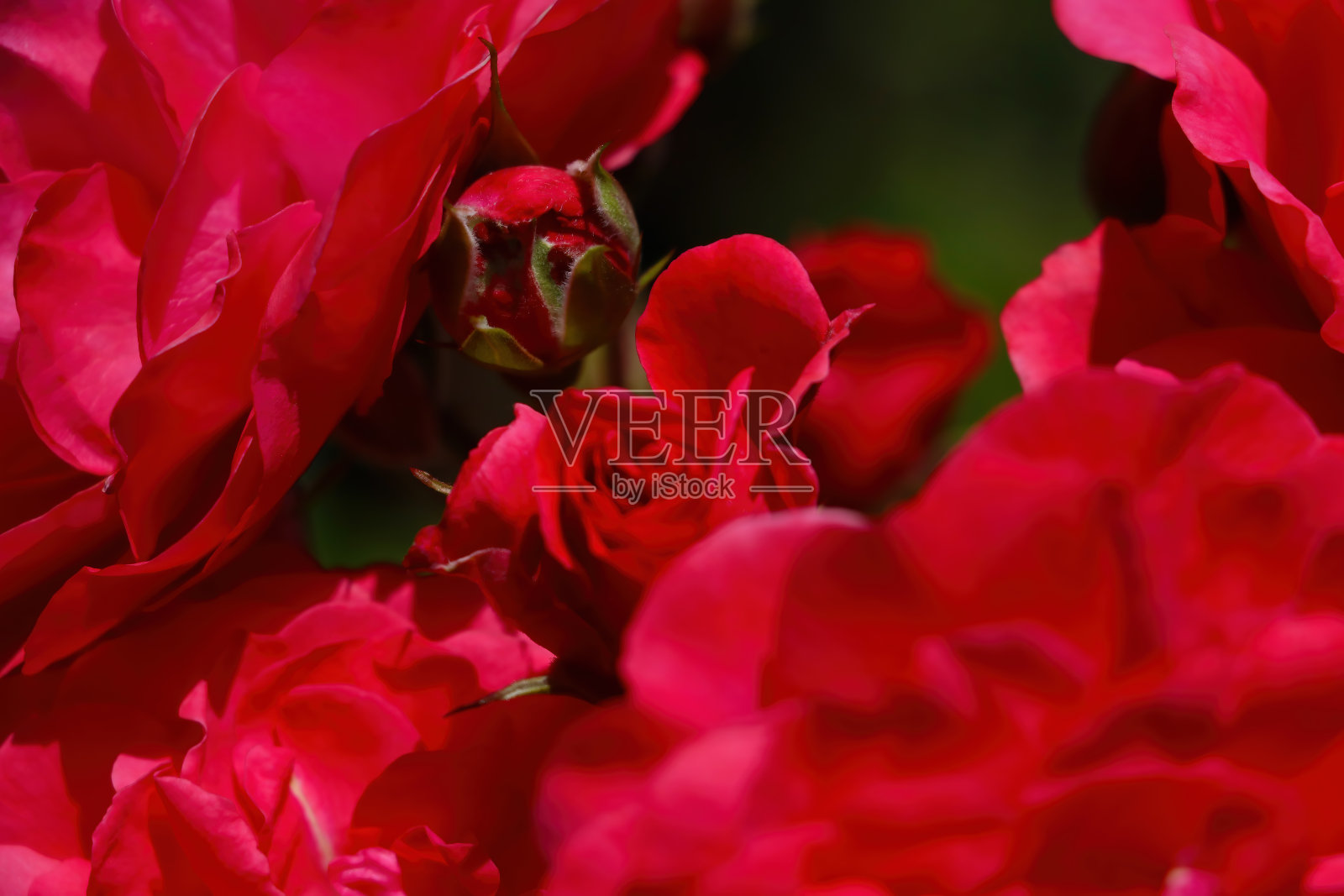 春天花园里盛开的玫瑰。照片摄影图片