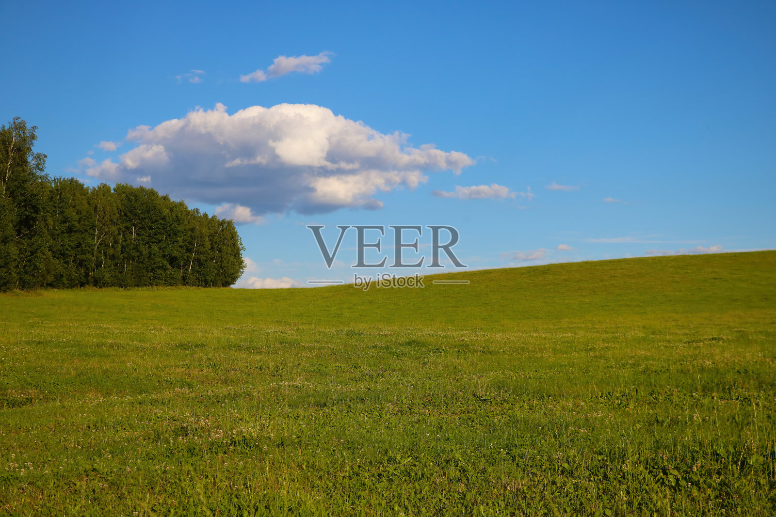 在阳光明媚的春天里看到一片绿色的田野。照片摄影图片