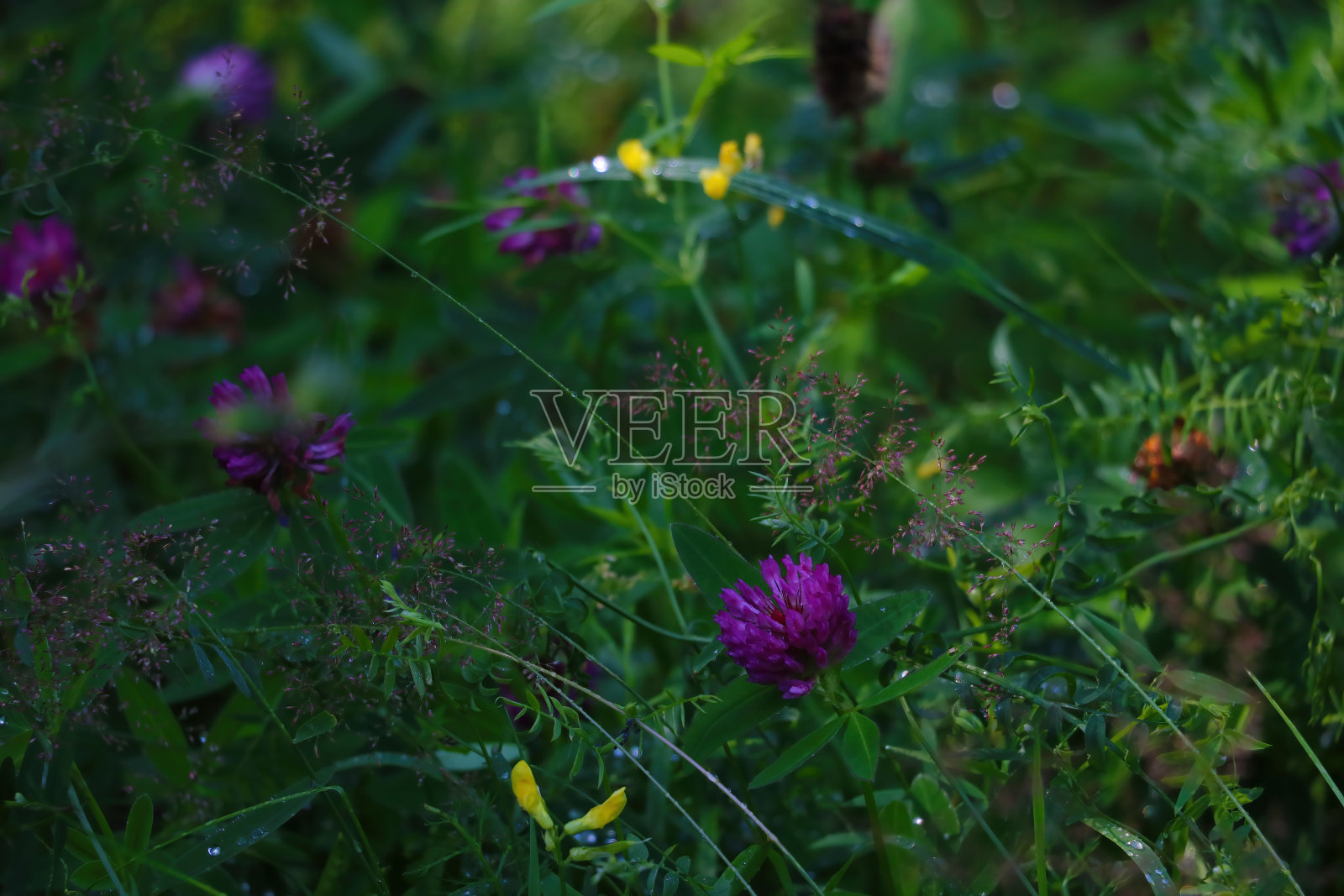 雨后的小草，枝繁叶茂。照片摄影图片