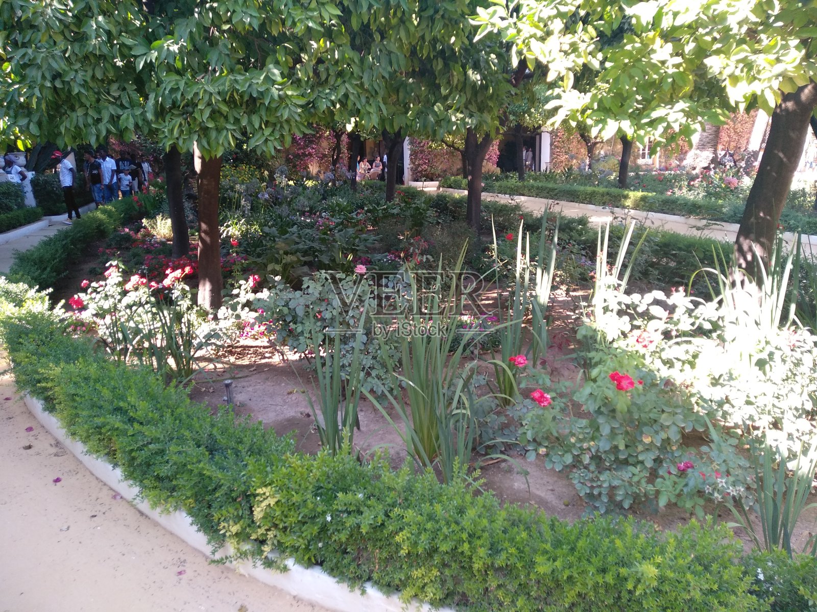 公园的花照片摄影图片