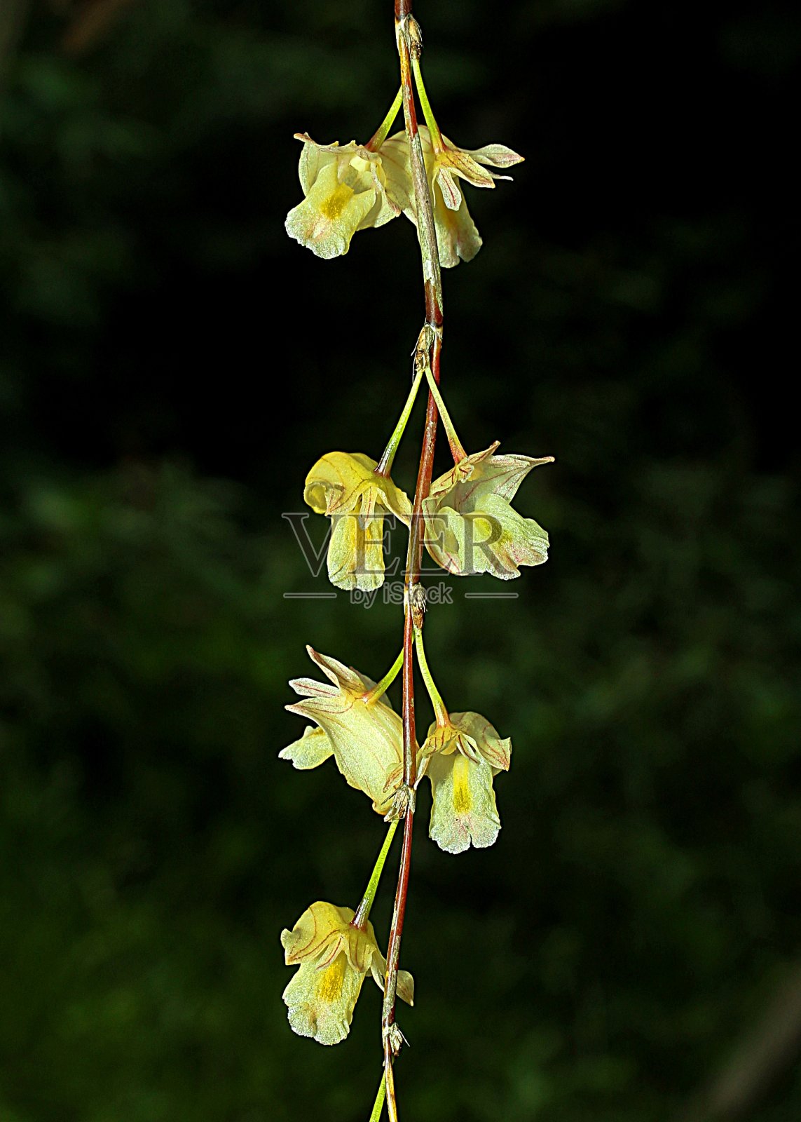 石斛兰macfarlanei。花序的闭合照片摄影图片