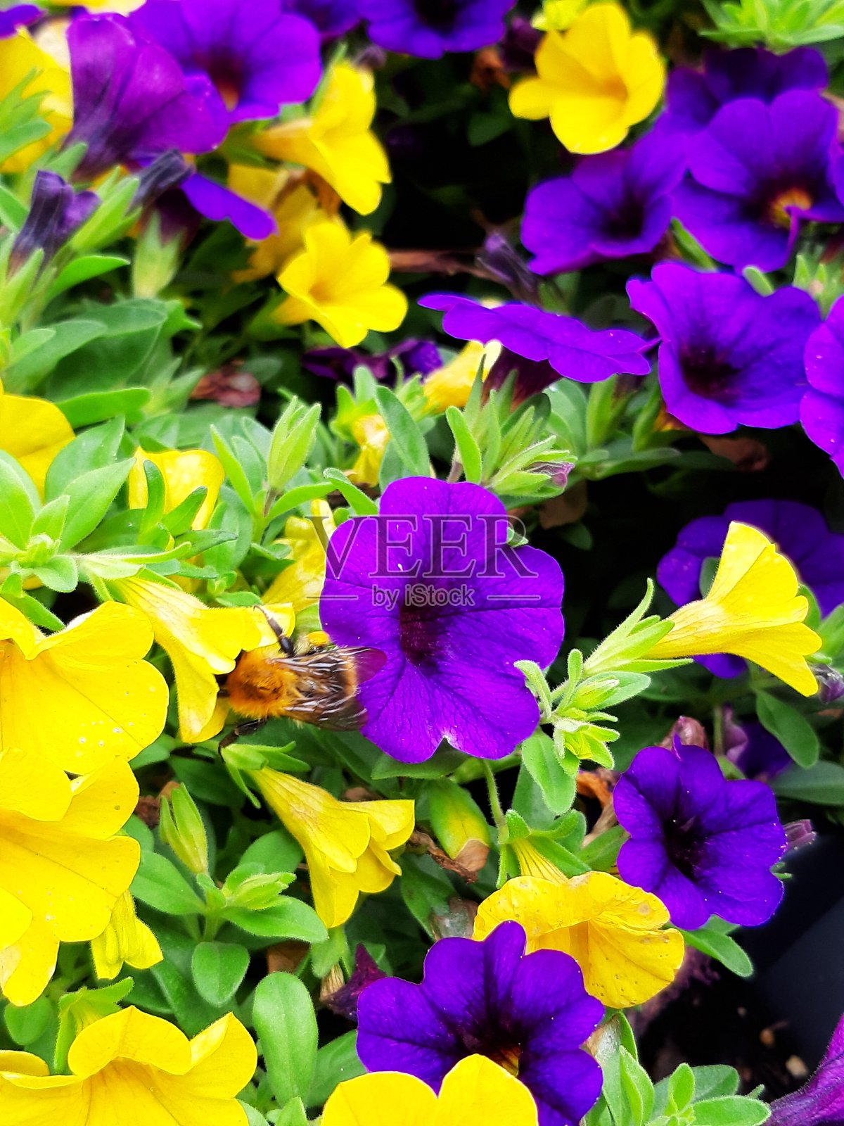 蜜蜂爬进黄色的花里照片摄影图片