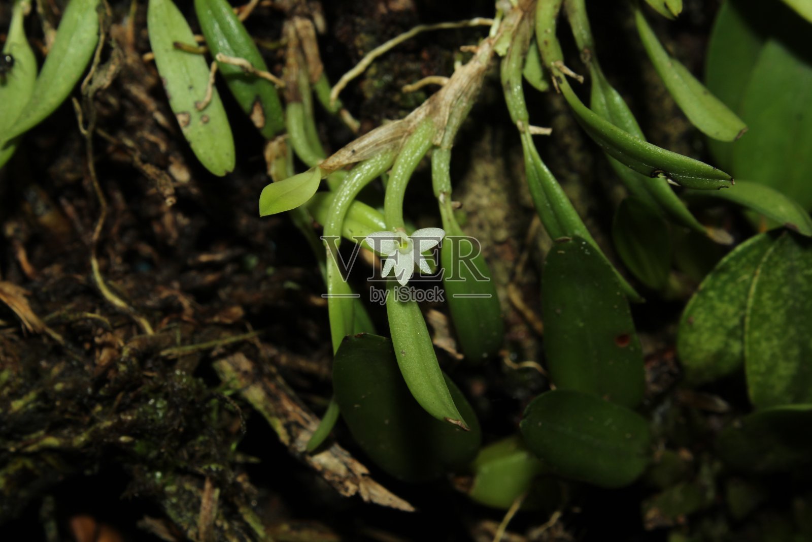 石斛兰funiforme。从正面看花的特写照片摄影图片