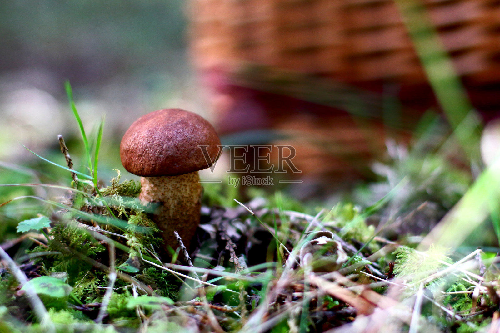 野生天然蘑菇收获照片摄影图片