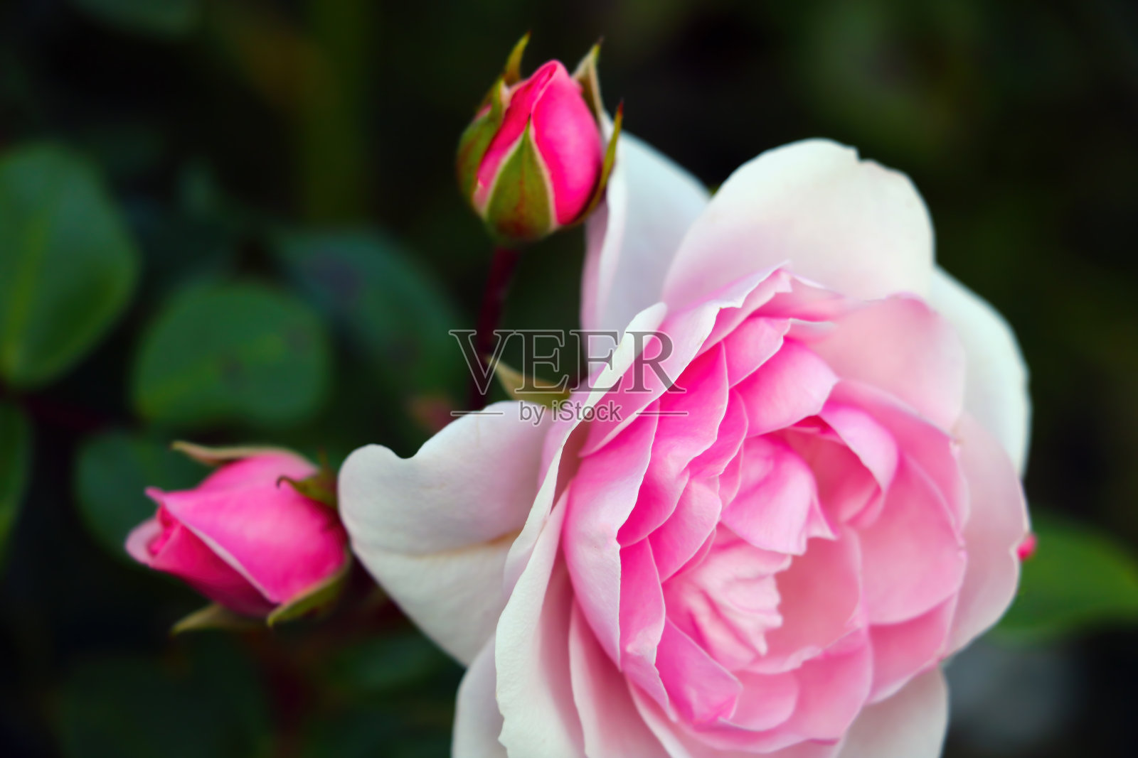 看到花园里美丽鲜艳的玫瑰花蕾。照片摄影图片